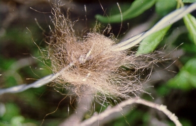 Brown bear_U arctos_British Columbia Canada_hair collected on barb wire for DNA based population estimation_M Proctor