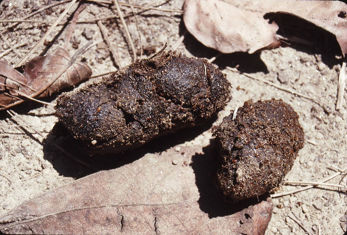 Sloth bear_M ursinus_Nepal_termite filled scats used for sloth bear presence and genetics_D Garshelis