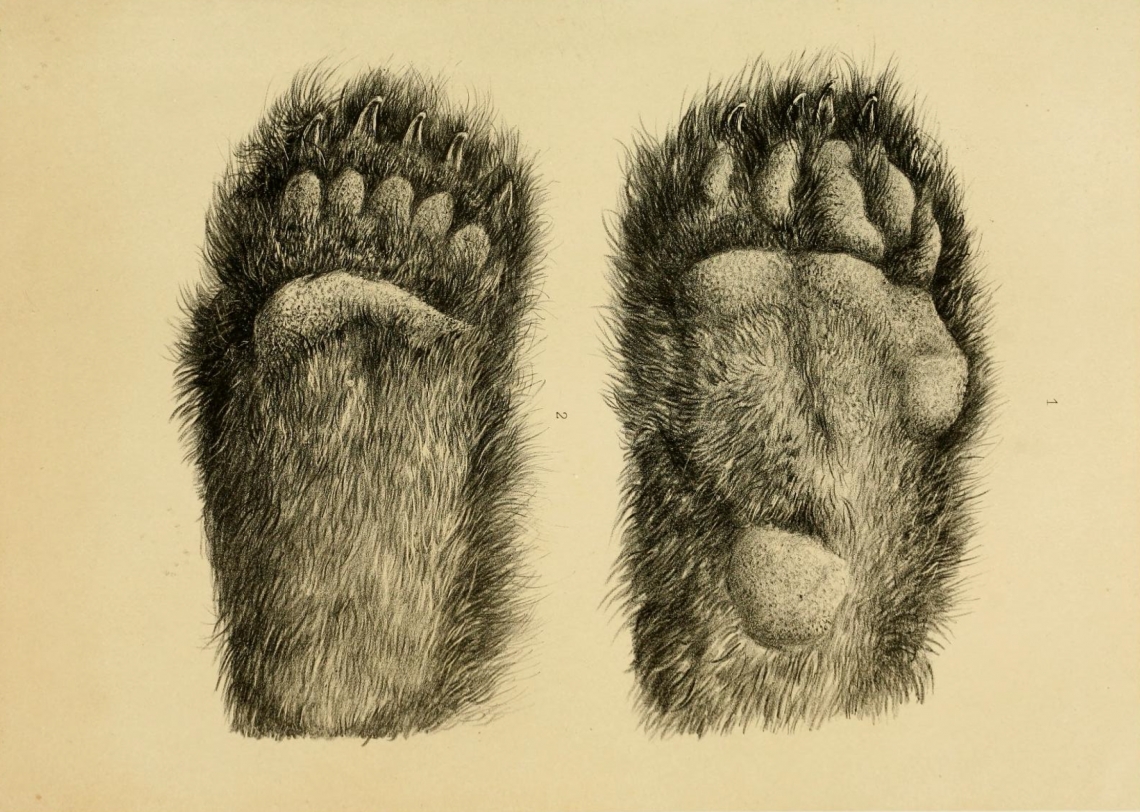 Hairy underside of feet (anterior, right) of first specimen of giant panda sent to Europe. [Milne-Edwards and Milne-Edwards 1868 to 1874, labelled Ailuropus instead of Ailuropoda].