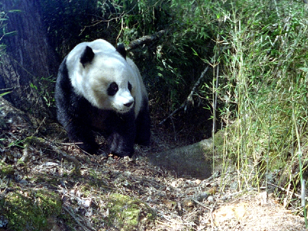 Giant panda_A melanoleuca_Wanglang NR_on trail in thick bamboo_Sheng Li