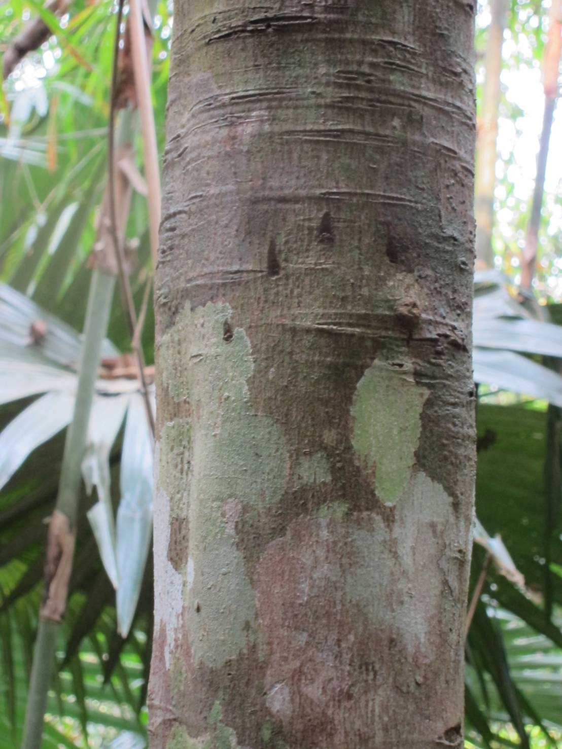 Asiatic black bear_U thibetanus_Lao PDF_4 hind foot claw mark on tree_D Garshelis