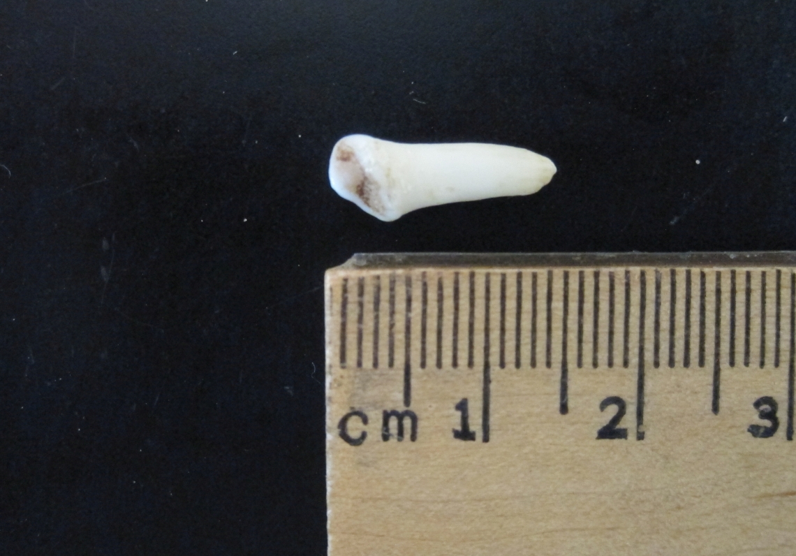 American black bear_U americanus_Minnesota_first premolar submitted by hunter used to obtain age of bear_D Garshelis