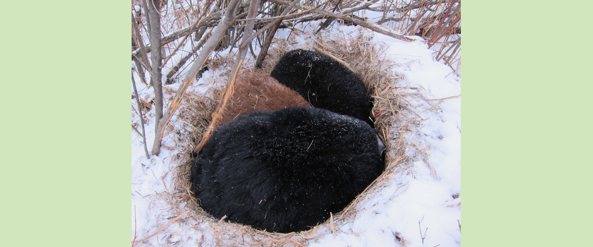 American black bear