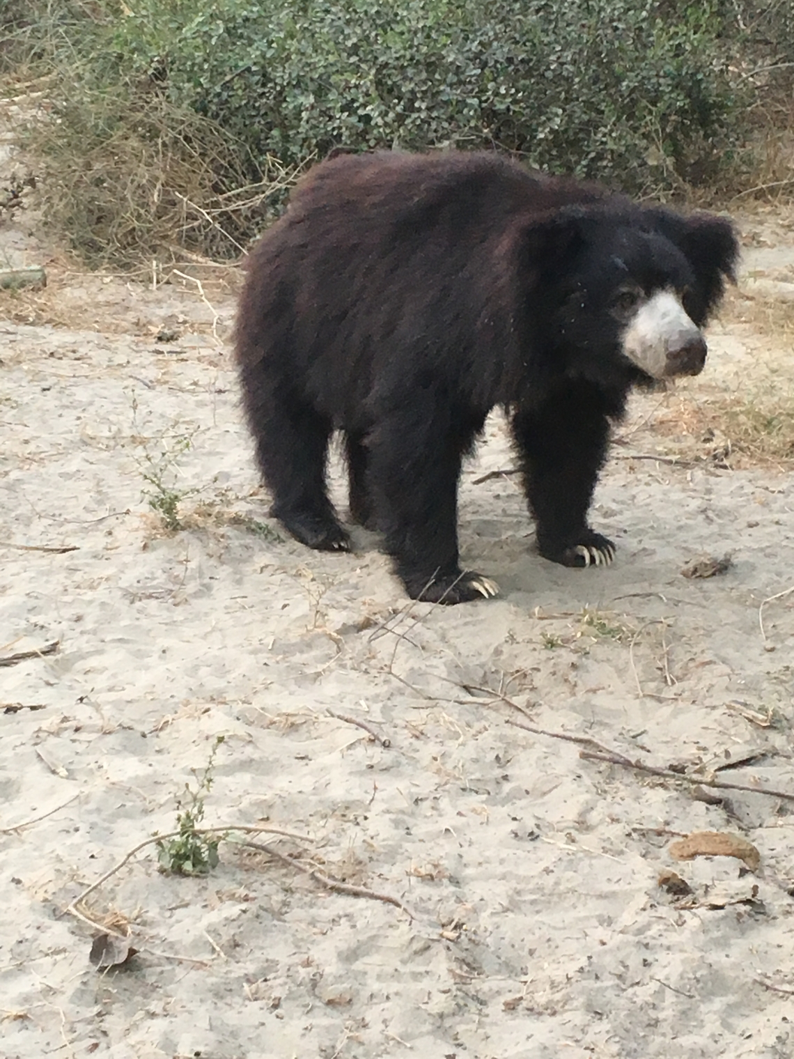 Sloth bear_M ursinus_WSOS Rescue Center Agra India_full body_D Garshelis