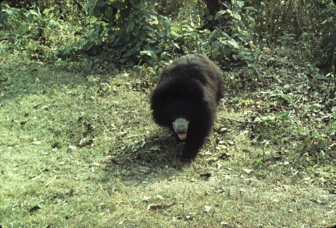 Sloth bear_M ursinus_Chitwan Nepal_distinctive white muzzle_D Garshelis