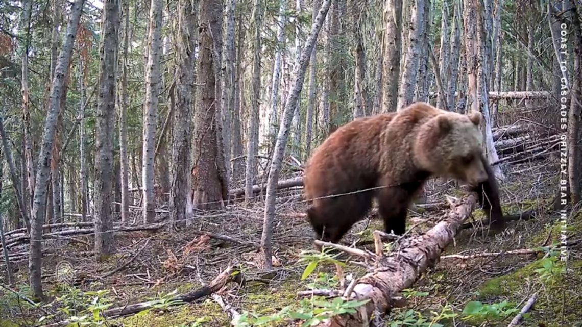 Brown bear stepping over barbed wire, leaving hair sample
