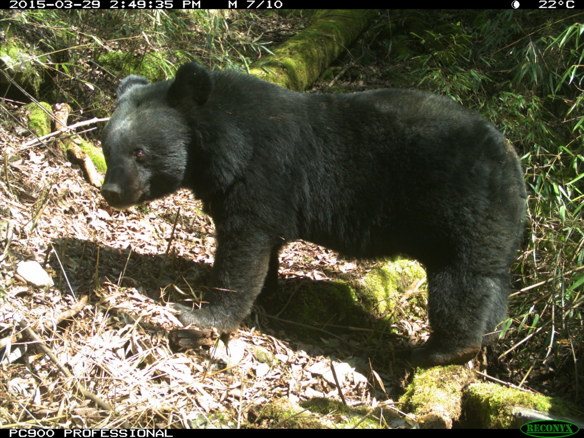 Asiatic black bear_U thibetanus_Sichuan China _heavy fur dark face_S Li