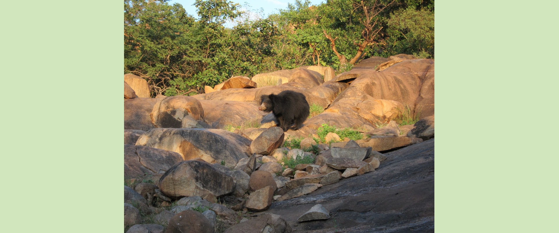 Sloth bear