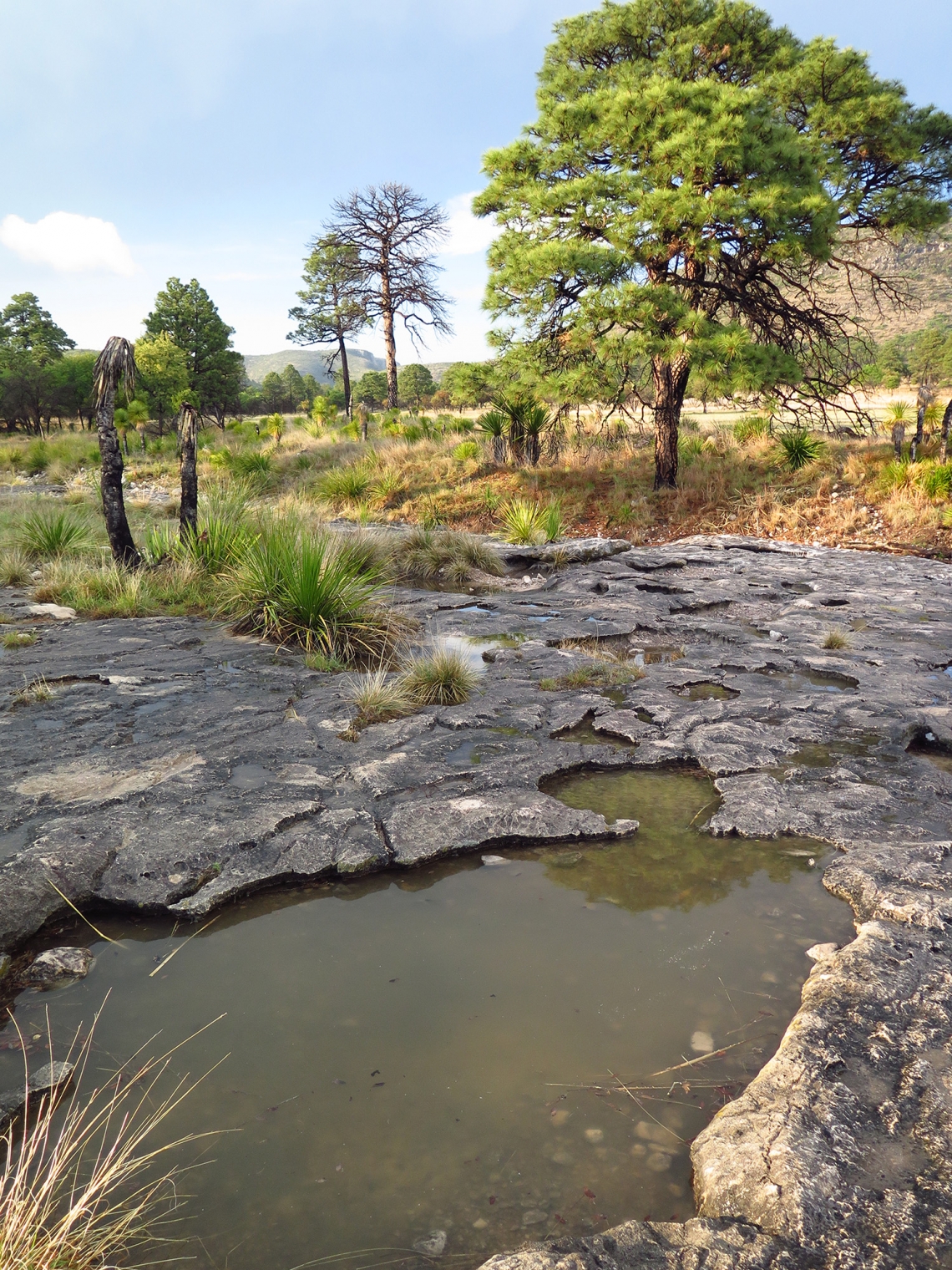 American black bear_U americanus_Coahuila Mexico_water hole that sustains bears during droughts_D Doan-Crider