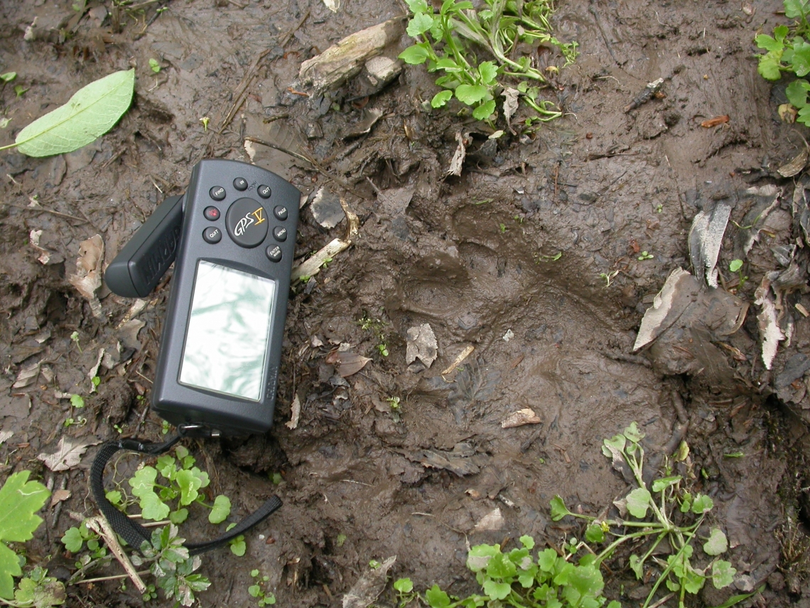 Giant panda_A melanoleuca_Wolong NR_track in mud_Sheng Li