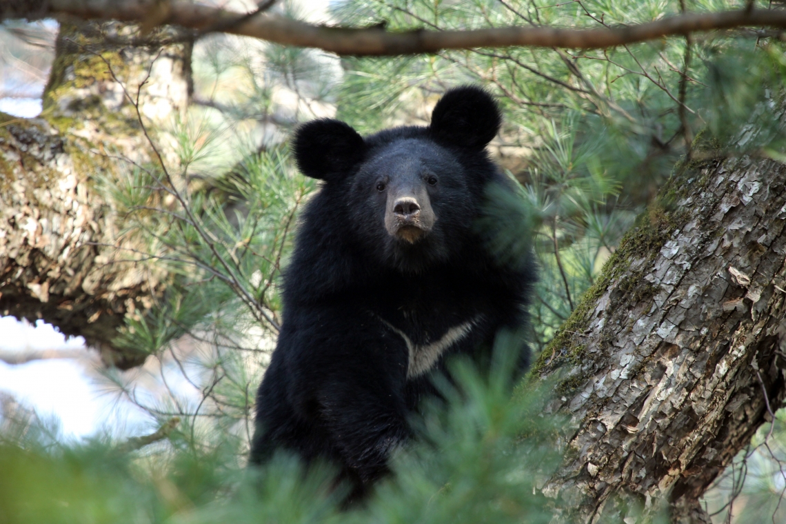 Asiatic black bear_U thibetanus_Russian Far East_S Kolchin