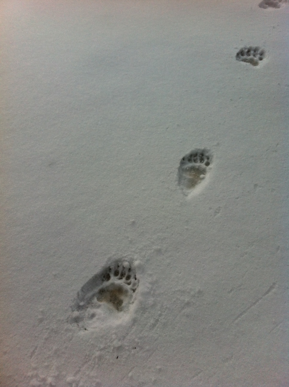 American black bear_U americanus_Minnesota_tracks in snow_D Garshelis