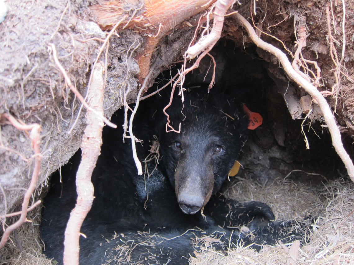 American black bear_U americanus_Minnesota_bear 56 oldest known wild bear who lived to age 39 in den_D Garshelis