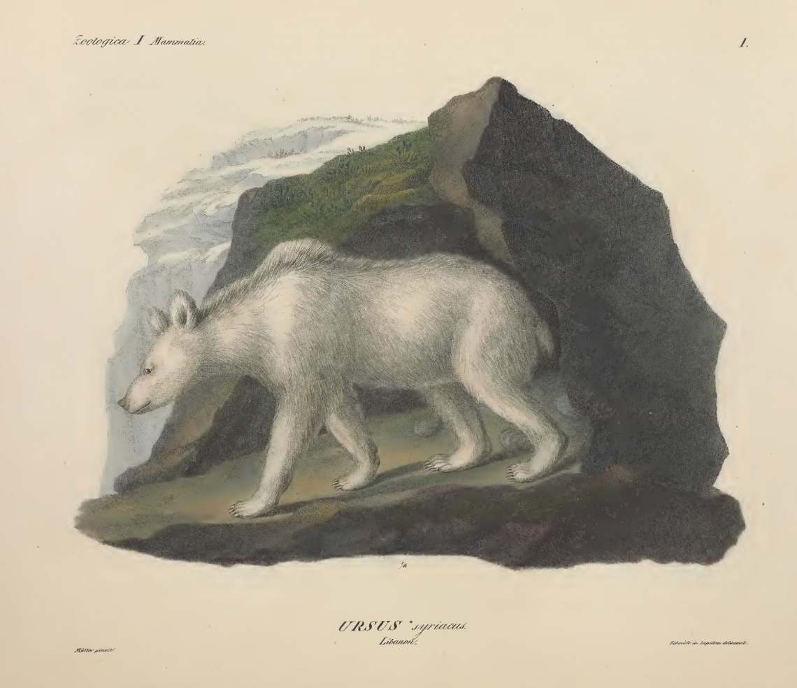 Hemprich and Ehrenberg’s plate of a Syrian bear showed it to be all white, but their text described it as variegated tawny and white.  