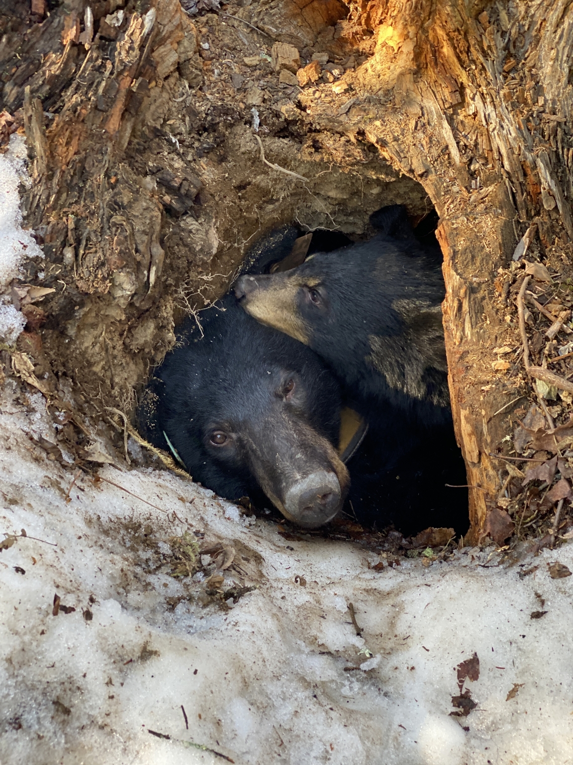 American black bear with yearling in den, Minnesota_D Garshelis