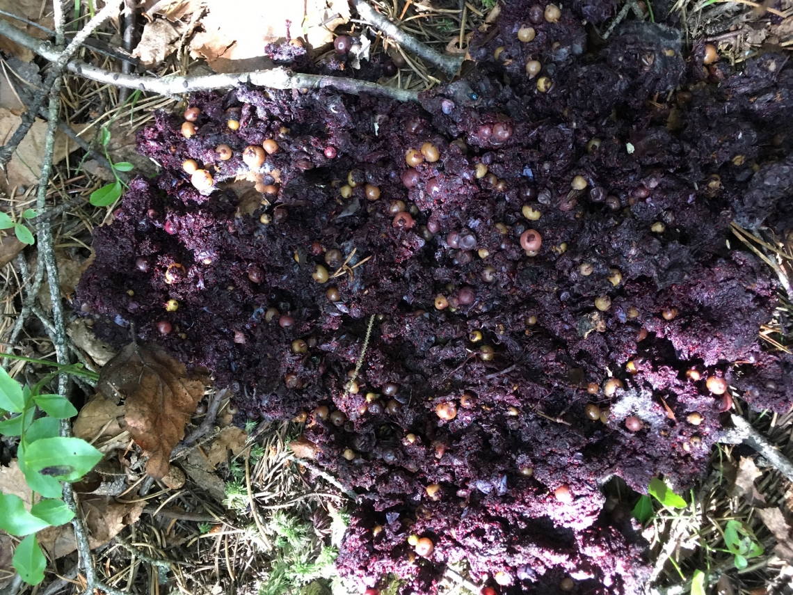 American black bear_U americanus Minnesota_scat with many undigested berries_D Garshelis
