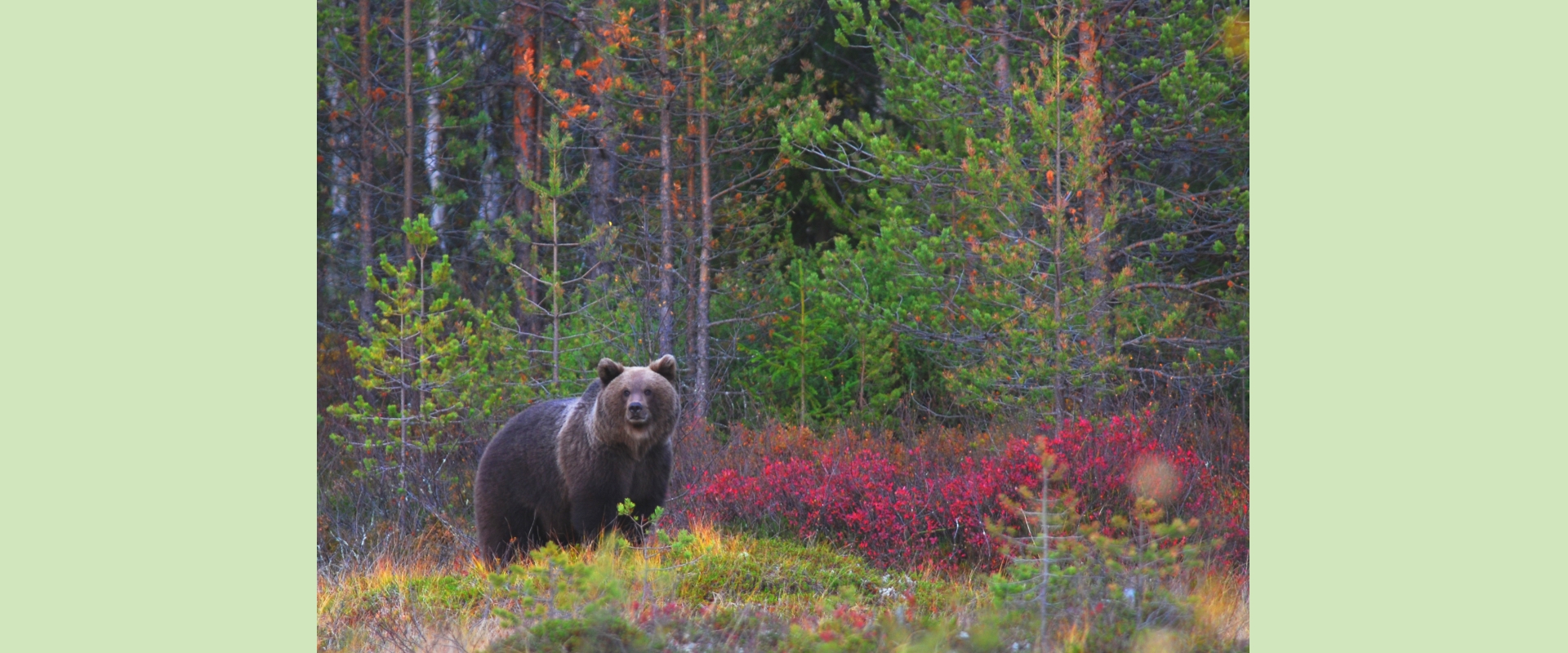 Brown bear