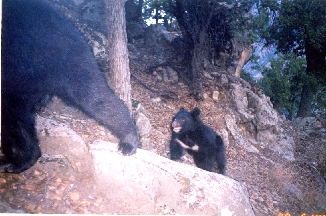 Asiatic black bear with cub, Afghanistan_Wildlife Conservation Society Asiatic black bear with cub, Afghanistan_Wildlife Conservation Society