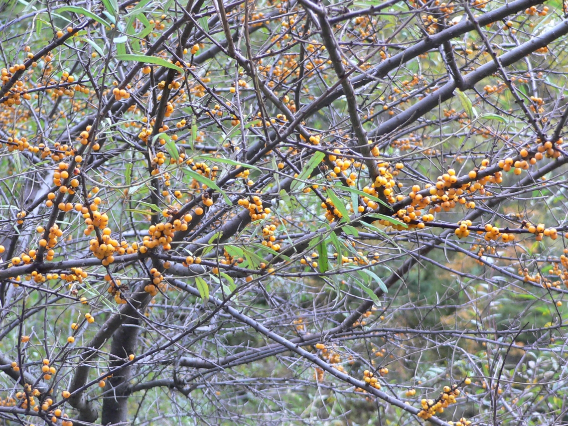 Asiatic black bear_U thibetanus_Sichuan China_bear food_D Garshelis