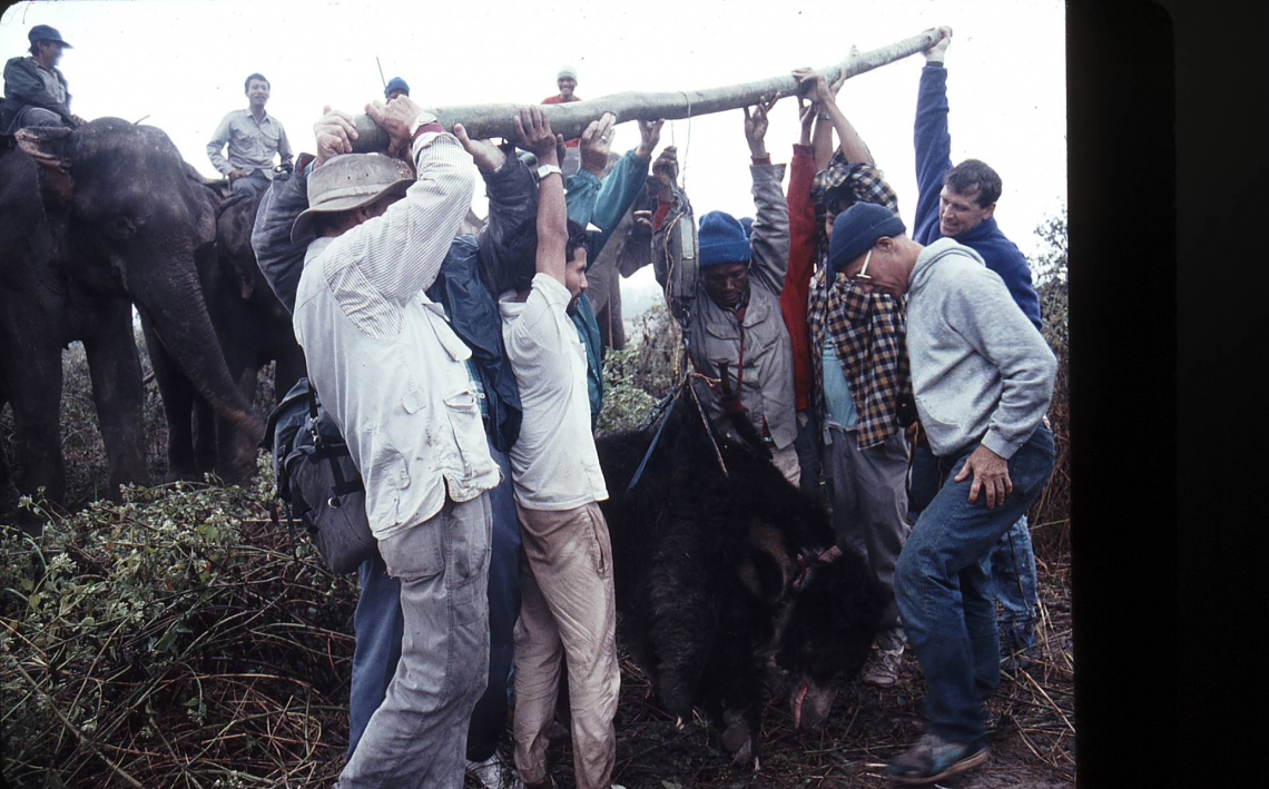 Sloth bear_M ursinus_Chitwan Nepal_weighing radiocollared bear_D Garshelis