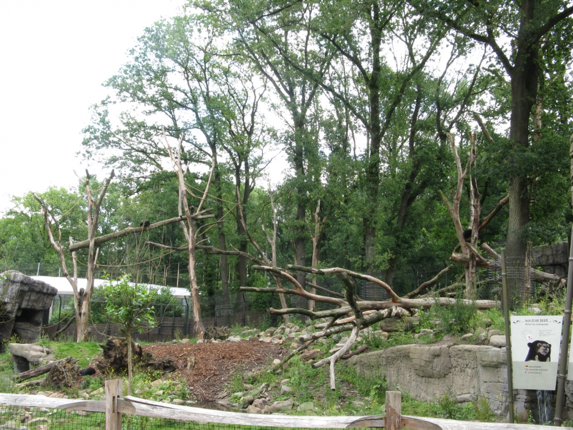 Sun bear_H malayanus_Burger_s zoo Arnhem Netherlands_mixed exhibit with binturongs_L Kolter