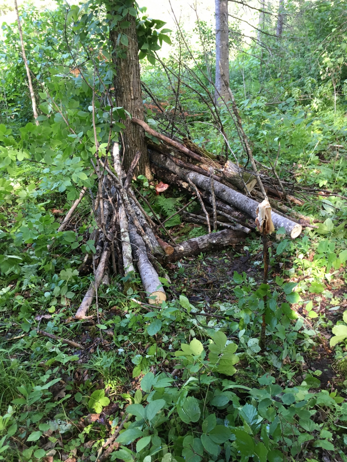 American black bear_U americanus_Minnesota_cubby set Aldrich foot snare to capture bears for research_D Garshelis