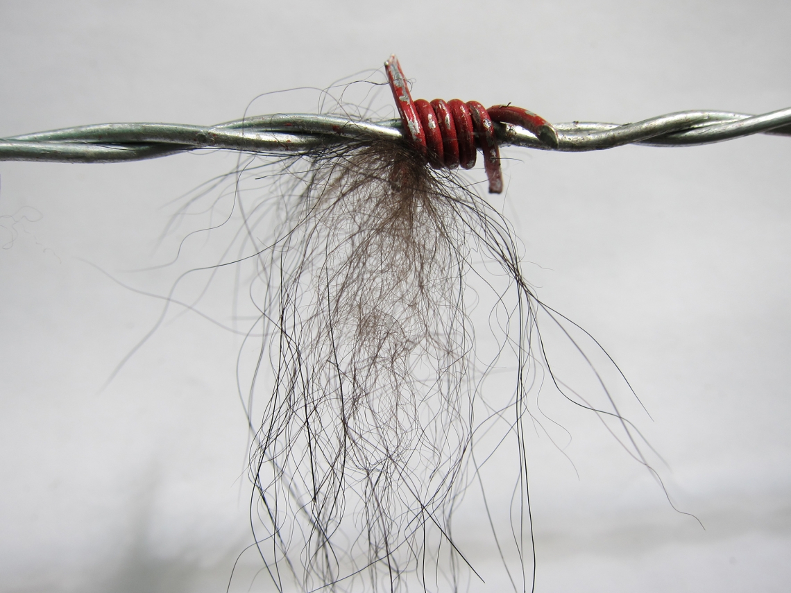 American black bear_U americanus_Minnesota_hair caught on barbed wire used for DNA based population estimate_D Garshelis