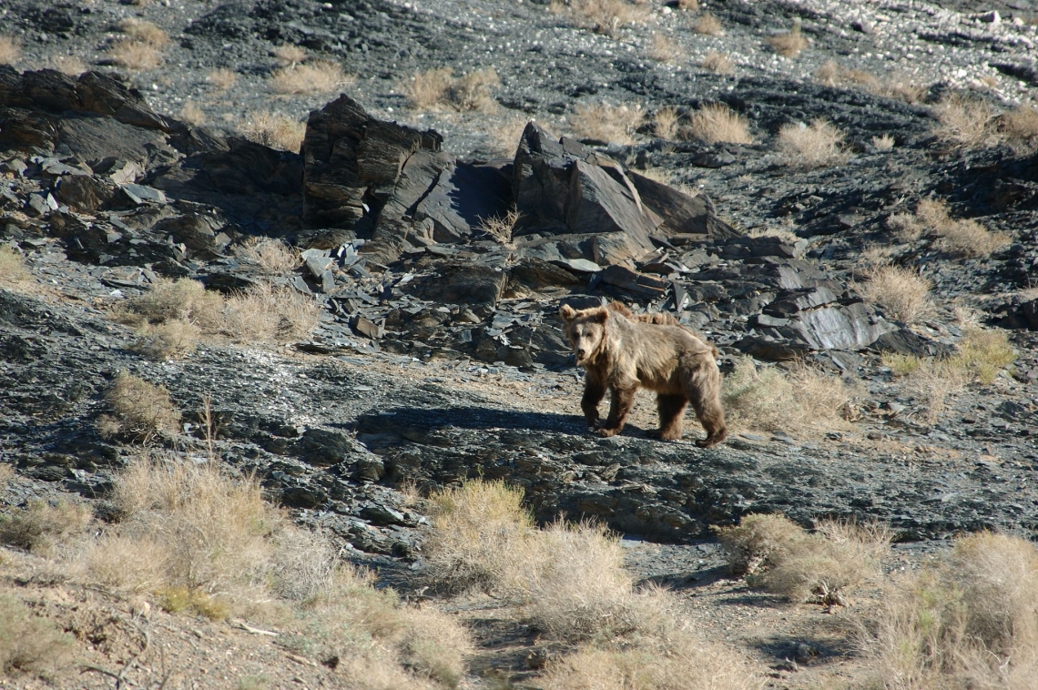 Brown bear, Gobi desert Mongolia_P Kaczensky Brown bear, Gobi desert Mongolia_P Kaczensky