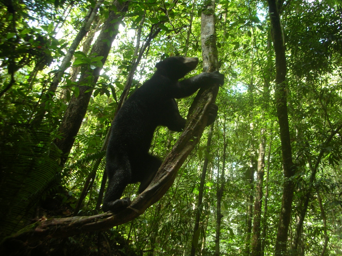 Sun bear_H malayanus_Kalimantan Indonesia_Climbing liana_G Fredriksson