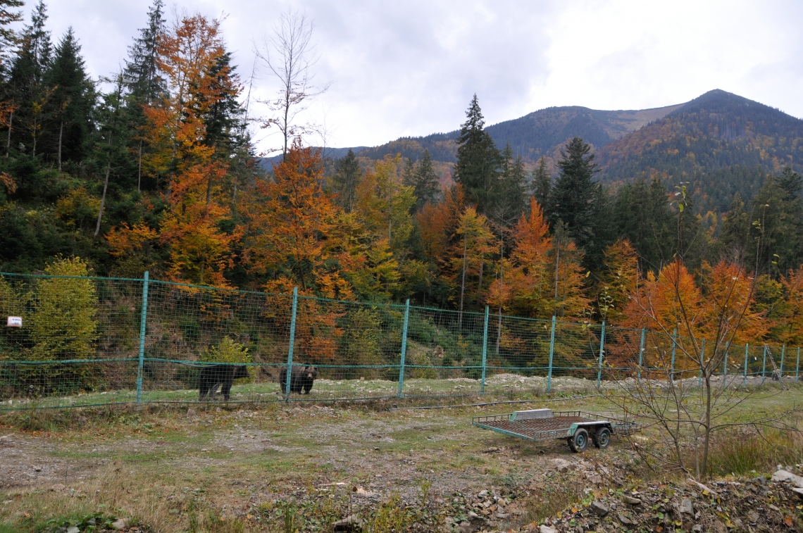 Brown bear_U arctos_facility in Synevir National Park Ukraine_M Shkvyria