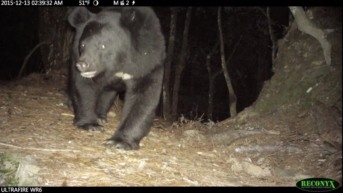 Asiatic black bear_U thibetanus_Taiwan_large ears, white chin_M-H Hwang