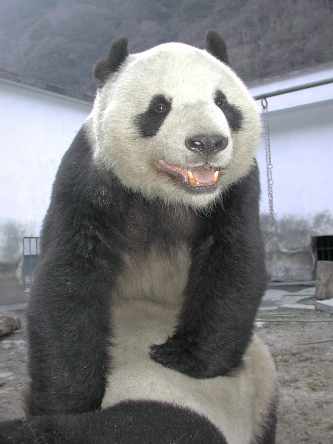 Giant panda_A melanoleuca_Wolong BC_panda mating in captivty as part of assurance population and source of reintroduction candidates_San Diego Zoo Wildlife Alliance