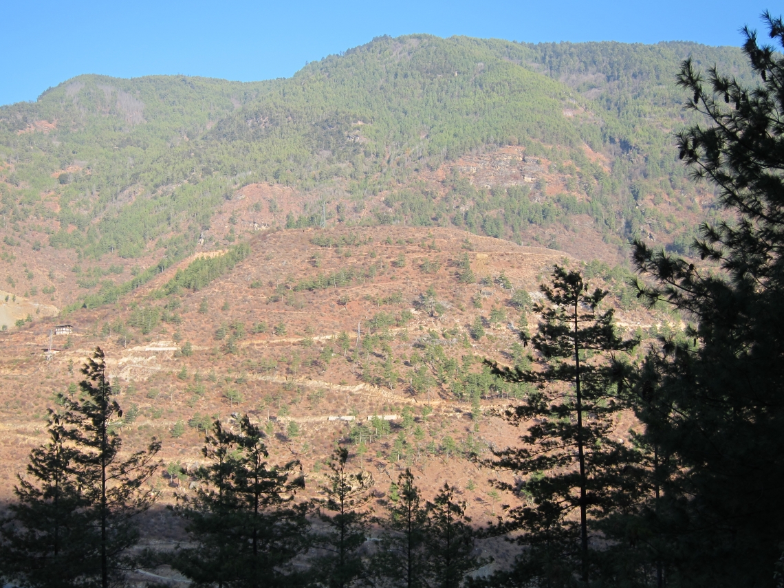 Asiatic black bear_U thibetnus_central Bhutan_habitat_D Garshelis