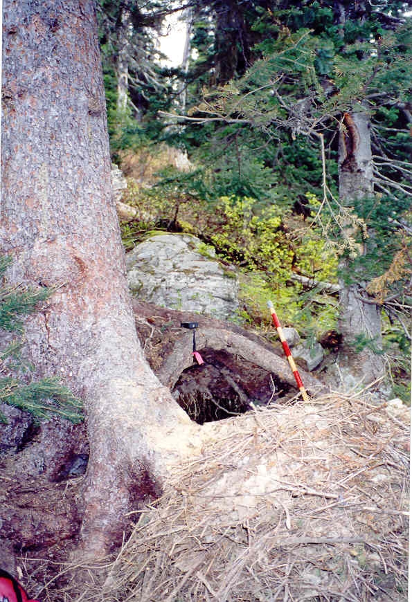 Brown bear_U arctos_Western Canada_hibernation den_L Ciarniello