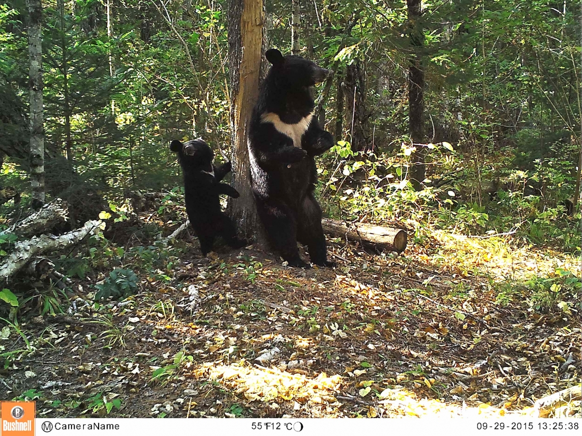 Asiatic black bear_U thibetanus_Russian Far East_mother and cub rubbing on tree_I Seryodkin