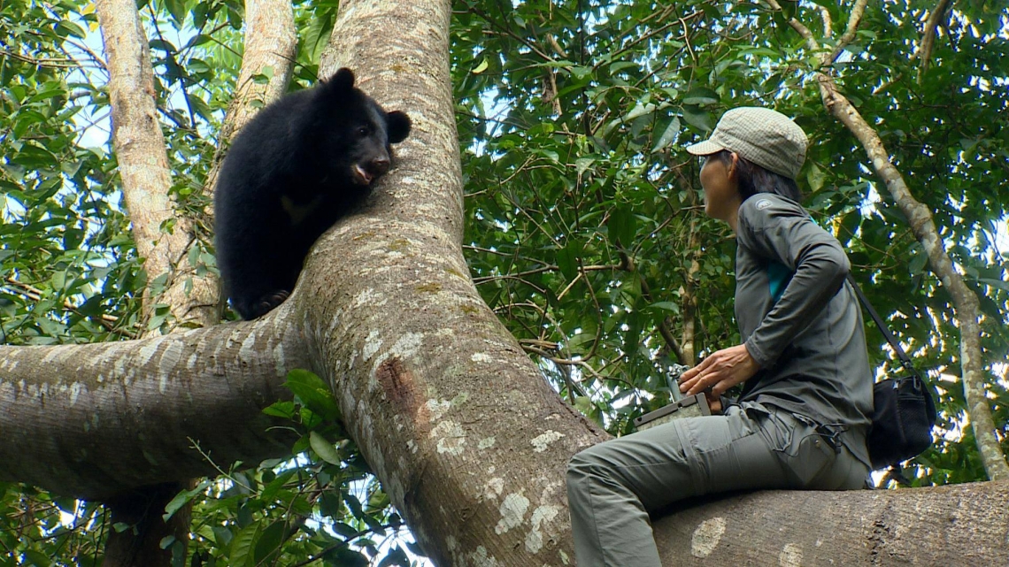 Asiatic black bear_U thibetanus_Taiwan_training orphaned cub for release_M-H Hwang