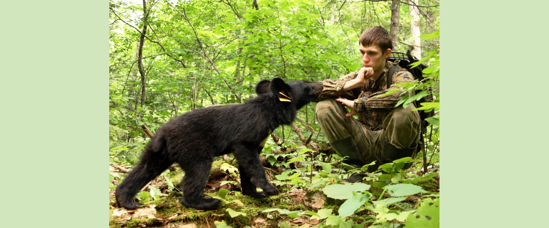 Asiatic black bear