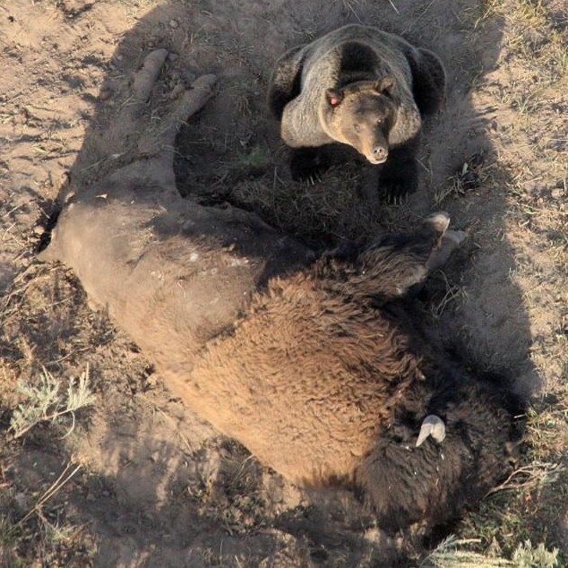 Brown bear_U. arctos_Yellowstone National Park USA_ protecting a dead bison before feeding_D. Smith