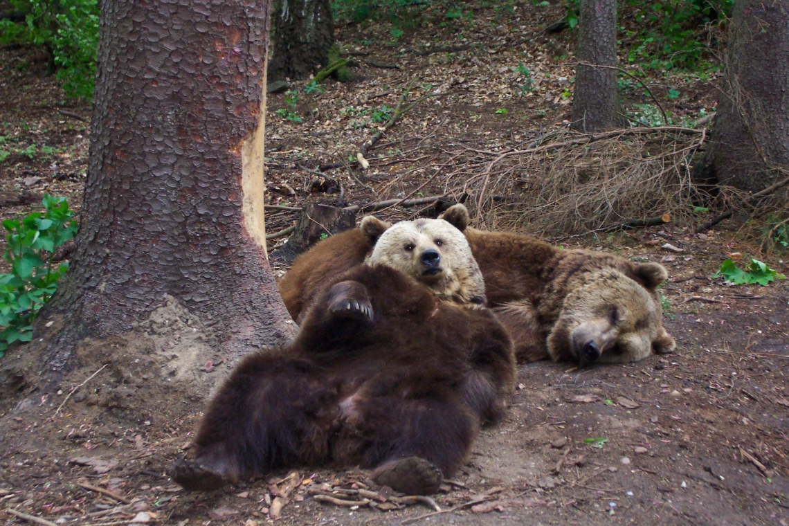 Brown bear_U arctos_Four Paw facility Mueritz Germany_L Kolter