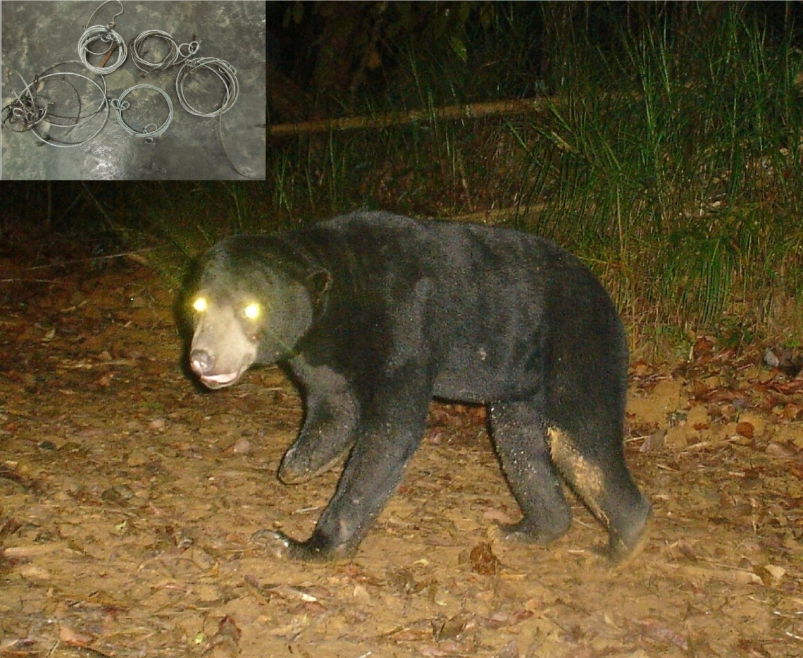 Sun bear_H malayanus_Peninsular Malaysia_snare injury_WWF-Malaysia