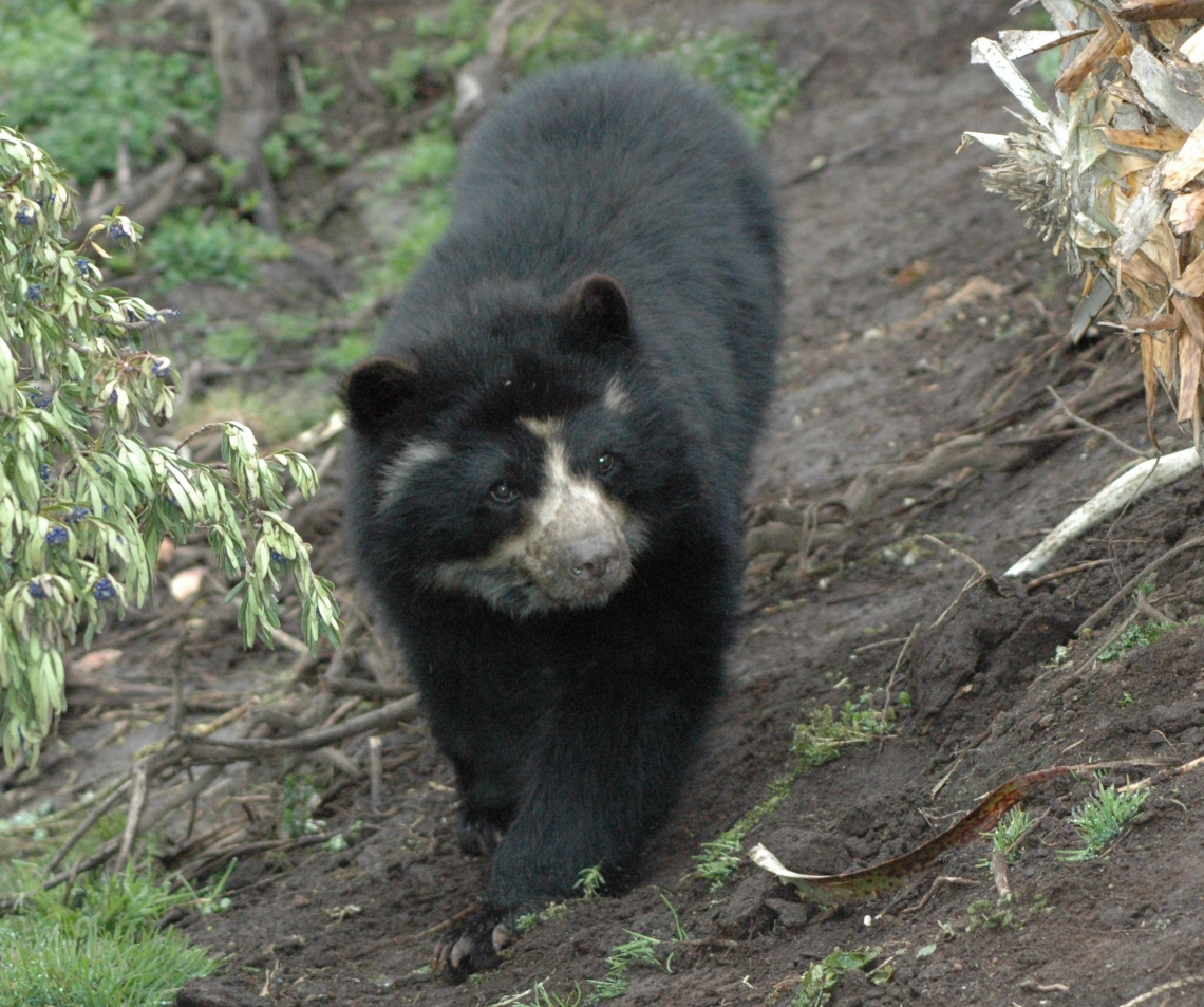 Andean bear, Ecuador_A Castellanos Andean bear, Ecuador_A Castellanos