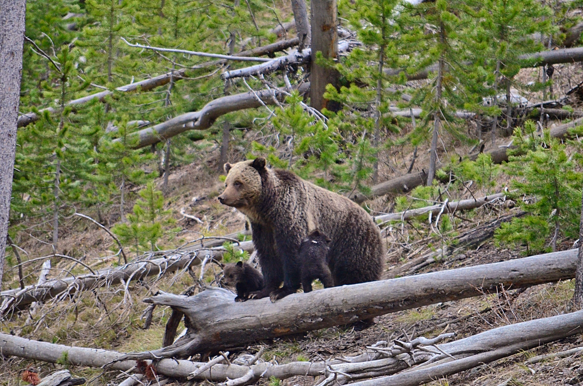 Brown bear_U arctos_ Wyoming USA_mother with cubs of the year_ F vanManen