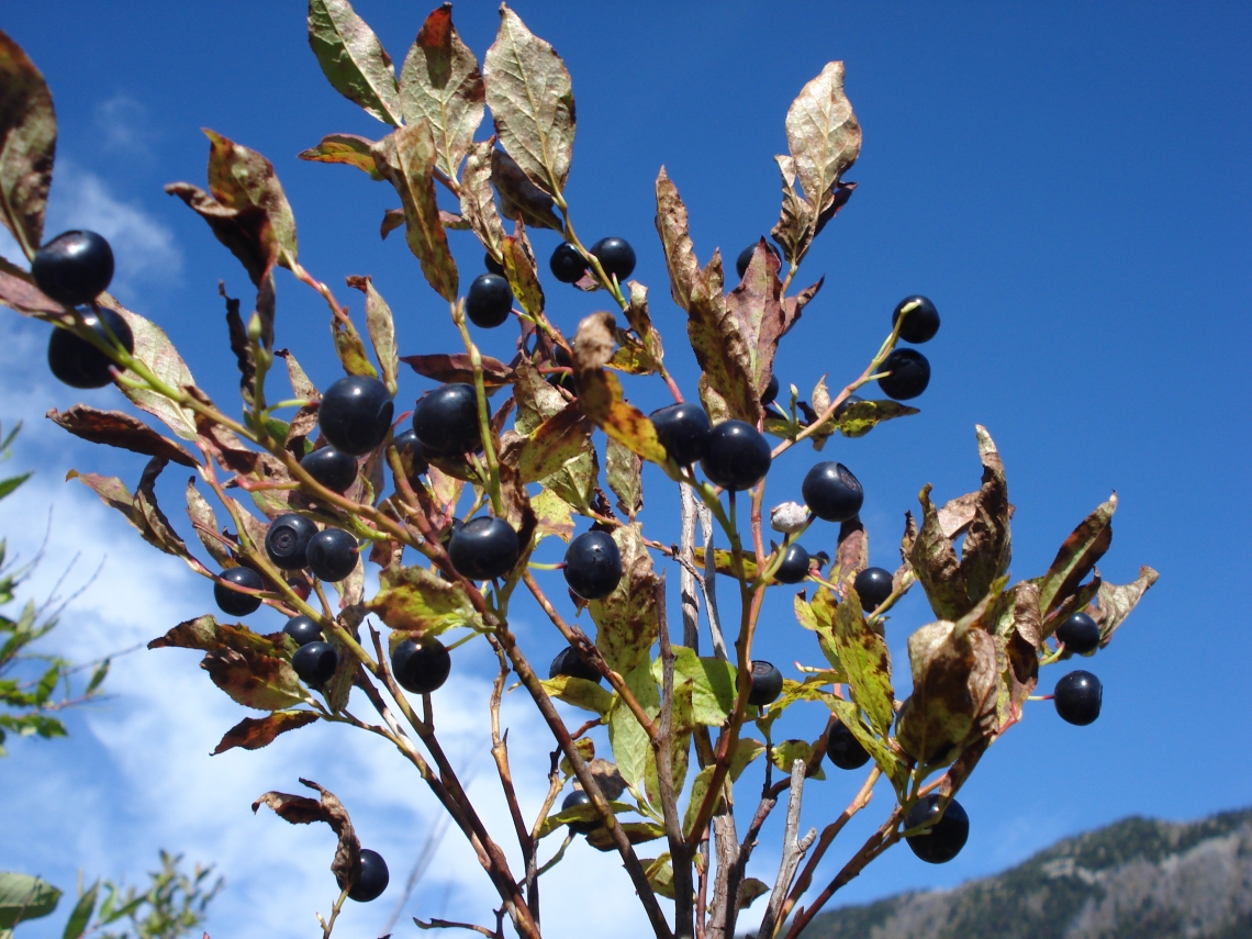 Brown bear_U arctos_western Canada_Berry laden huckleberry bush Vaccinium membranaceum a brown bear favorite_B McLellan