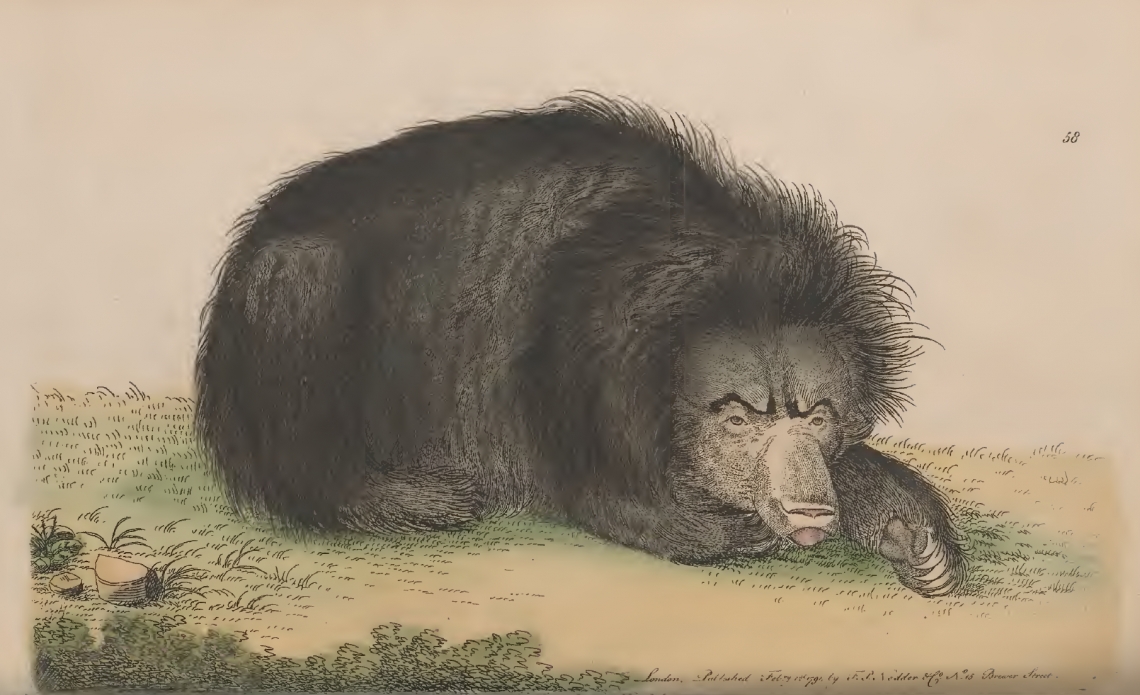 First published drawing of a sloth bear, from a captive individual in London, showing shaggy coat. (From Shaw 1791)