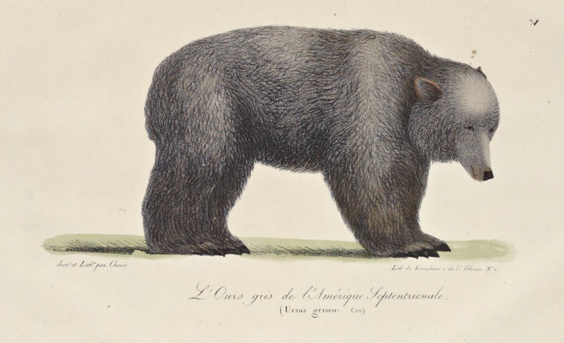 “The grey bear of North America”, actually a grizzly bear, in San Francisco Bay, drawn by Louis Choris, from his 1822 book “Voyage pittoresque autour de monde…” [https://www.biodiversitylibrary.org/page/51162136#page/159/mode/1up]