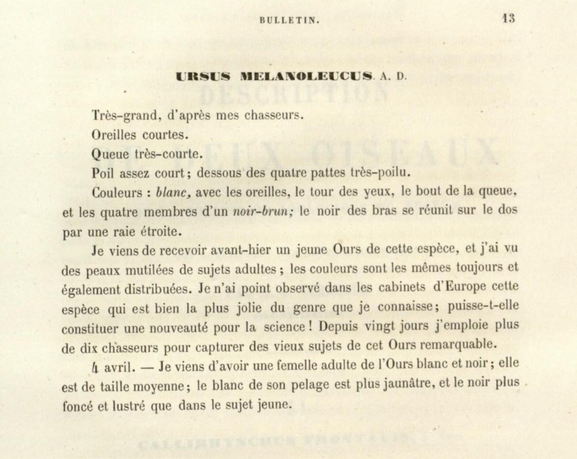 Armand David’s (1869) brief description of the giant panda, noting it’s size and coat color, which he says is the “prettiest of the genus [referring to Ursus] that I know”.