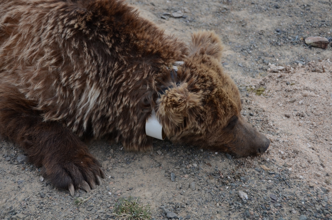 Brown bear, U arctos, Gobi Desert Mongolia_short stubby claws from digging_M Proctor