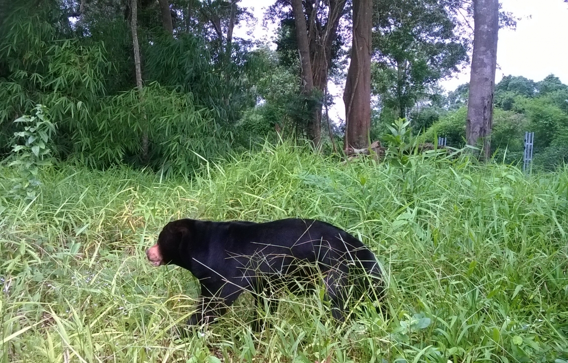 Sun bear_H malayanus_Free the Bears facility Cat Tien Vietnam_M Schneider