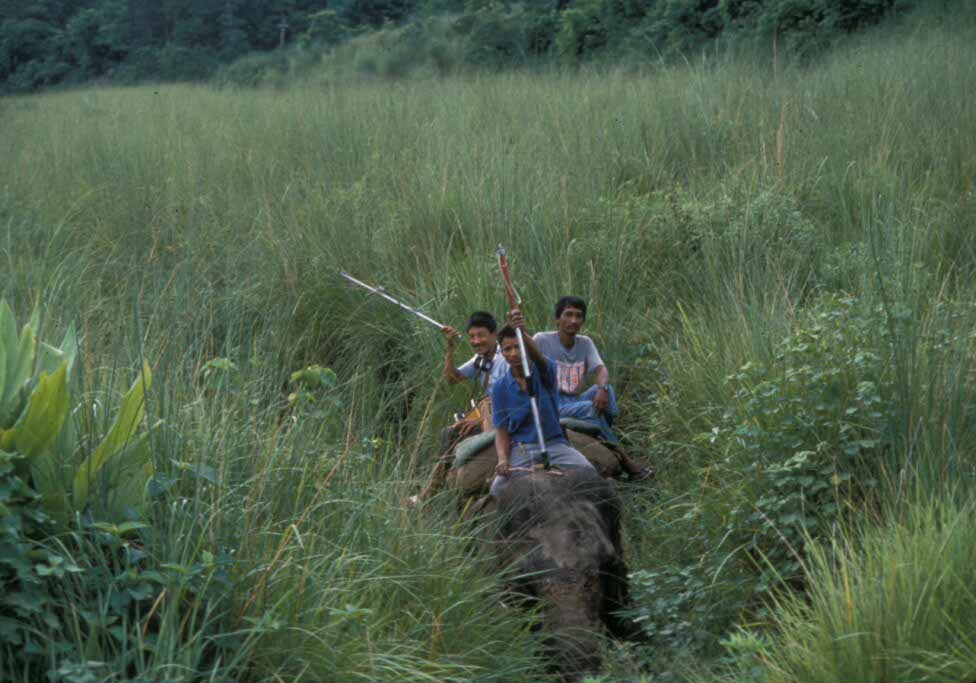 Sloth bear_M ursinus_Chitwan Nepal_radiotracking by elephant_D Garshelis