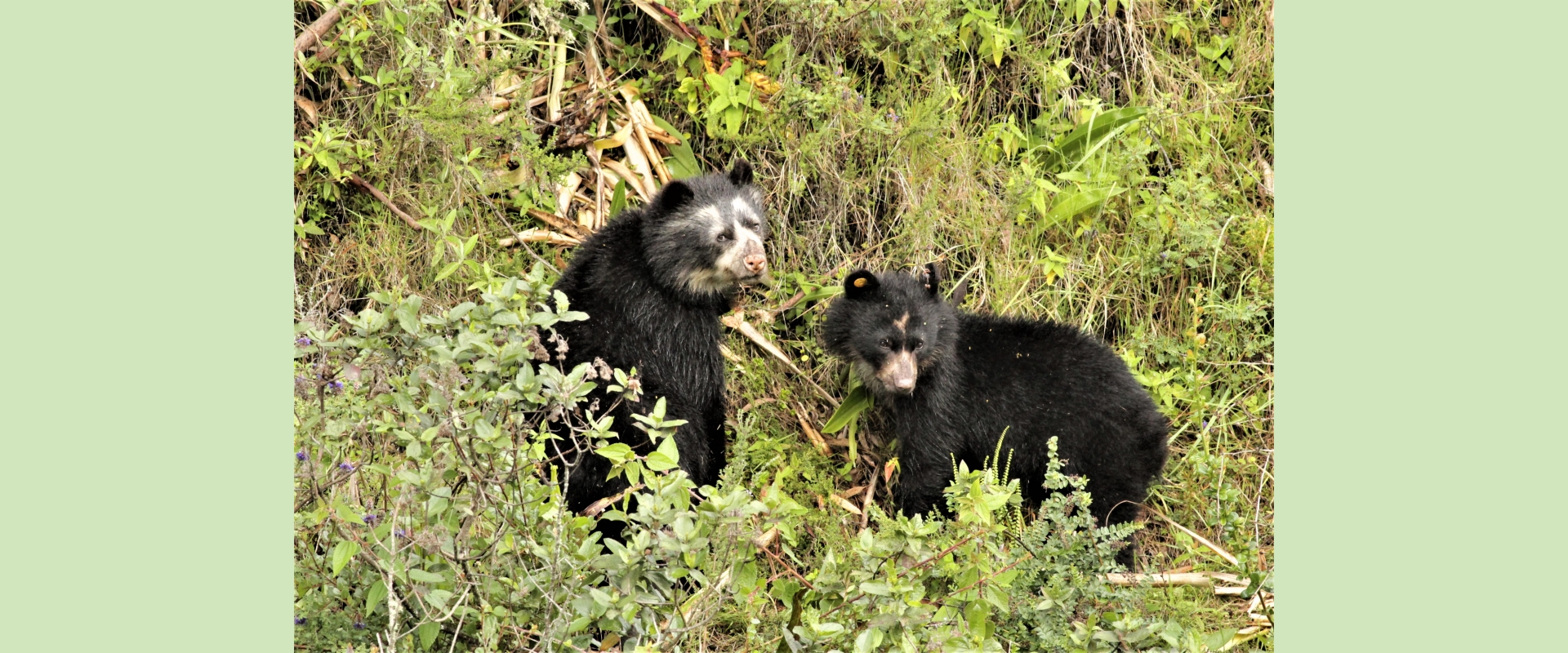 Andean bear